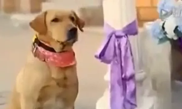 Megható 😭 és nagyon szép! 